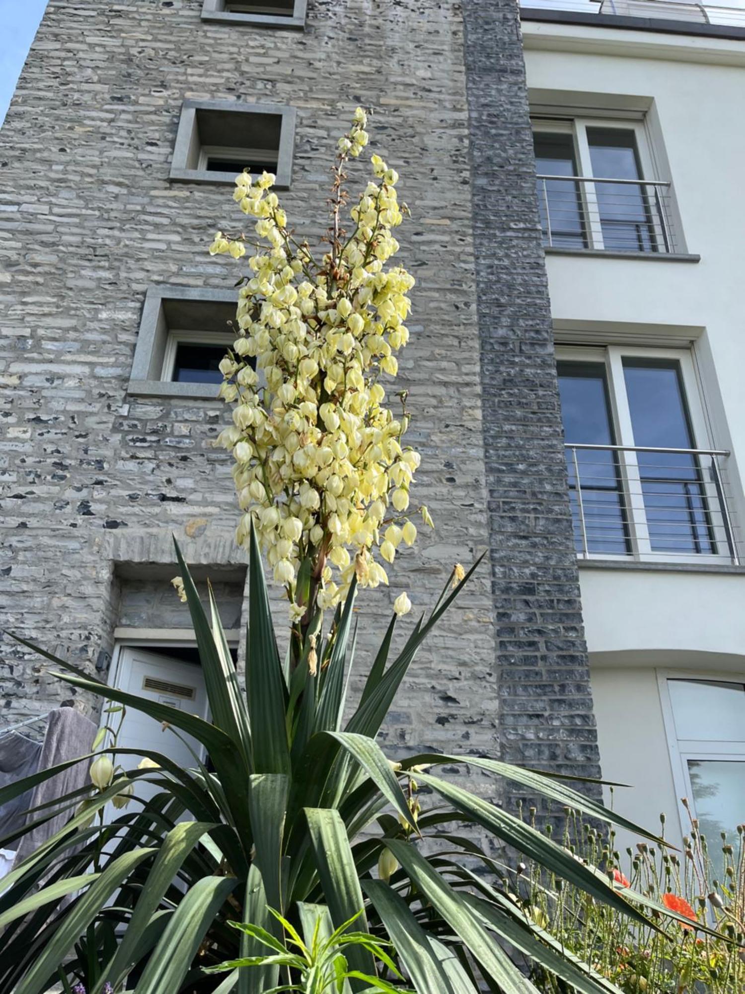 Penthouse - Villa Cardano Como Exterior photo